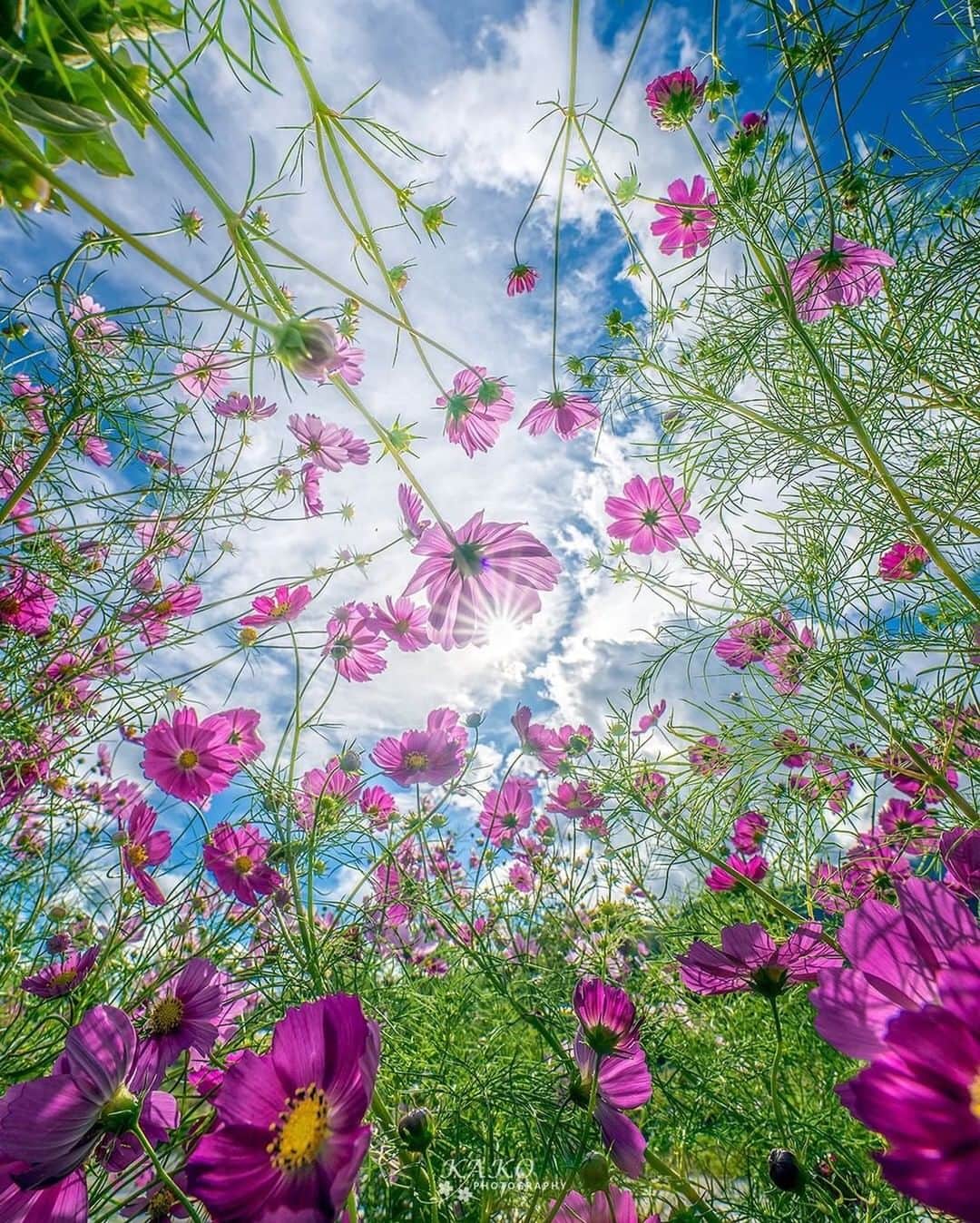 花の写真館のインスタグラム：「Photo by @yykako.⠀ https://instagram.com/yykako/⠀ .⠀ Original Post[投稿頂いたURL]⠀ https://www.instagram.com/p/B2ENNciAec4/⠀ .⠀ 本アカウントは、 #私の花の写真 をつけてInstagramに投稿された皆さまの花の写真や、「花の写真館」Facebookページで投稿された花の写真を紹介します。⠀ 「花の写真館」Facebookページは、「 @floral.photograph 」のプロフィールにあるURLからご覧ください。⠀ .⠀ #花の写真館 #floralphotograph #floralphoto #flower #flowers⠀ Follow: @floral.photograph」