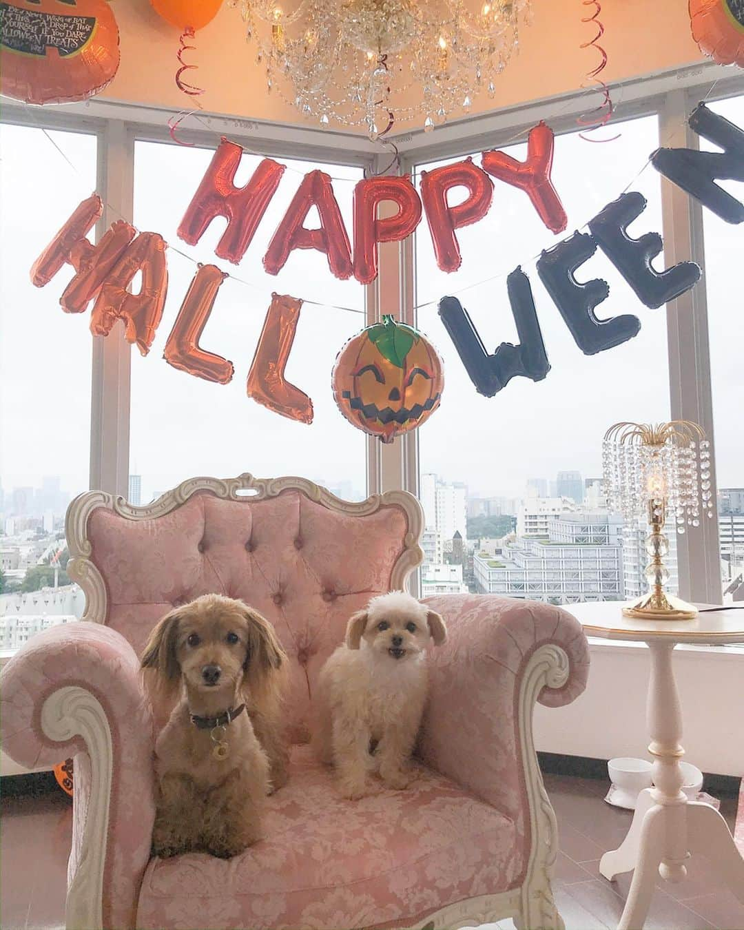 CHIHAさんのインスタグラム写真 - (CHIHAInstagram)「Happy Halloween🎃❤️﻿ ﻿ 💗 @dress_sugar ﻿ ﻿ ﻿ ﻿ #Halloween #happyhalloween #dog #homeparty #tokyo #japan」10月20日 19時44分 - chiha6170