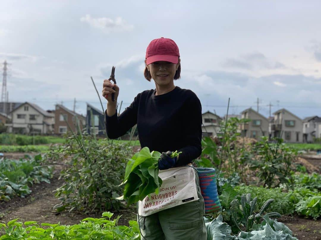 加藤紀子さんのインスタグラム写真 - (加藤紀子Instagram)「畑7年目にしてようやく母に畑を見て貰う事が出来ました😃  今夜は母が収穫してくれた 紫大根と、赤水菜でサラダを作って家族収穫祭を🥦🍆🥕🥬🌶 #カトノリ農園 #畑からこんにちは #まだまだ元気な空芯菜 #メインは鹿児島大野屋の鳥刺し #母オモテナシ」10月20日 19時45分 - katonoriko