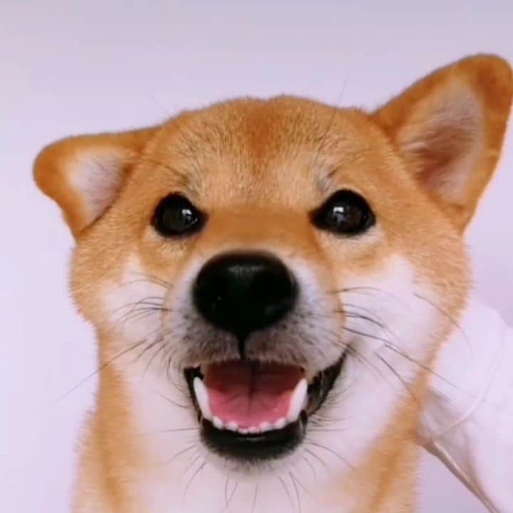 柴犬コマリのインスタグラム