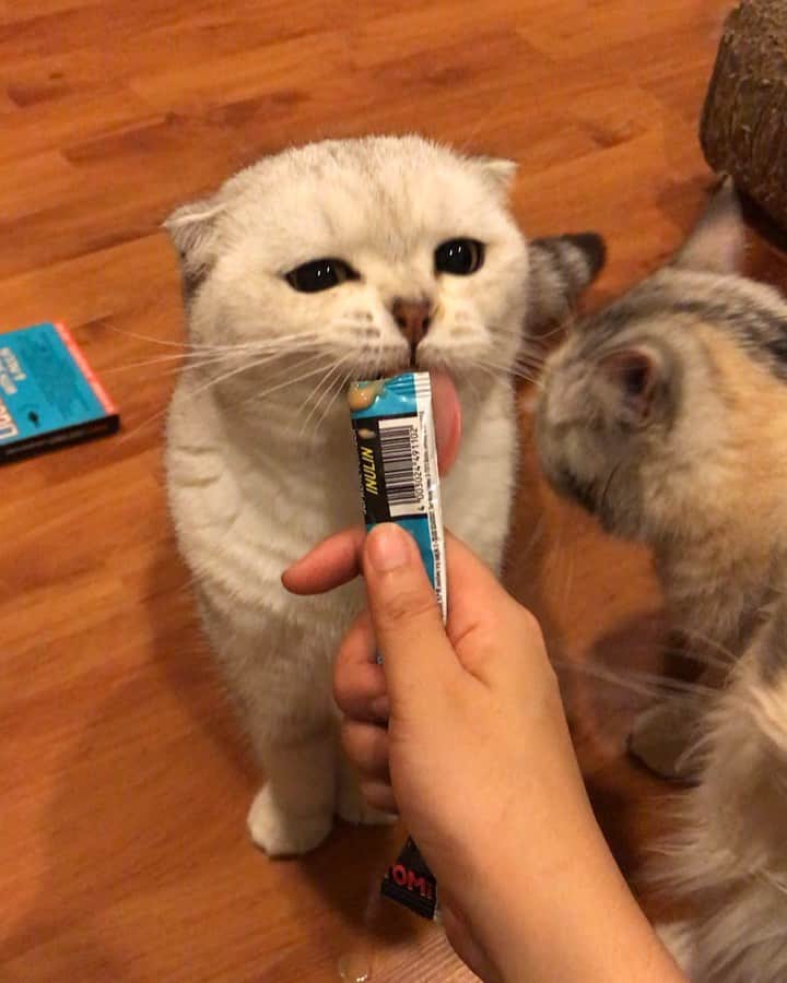 Haruのインスタグラム：「This is how it feels when you get attention from all of your cats. 🥰#wanted」