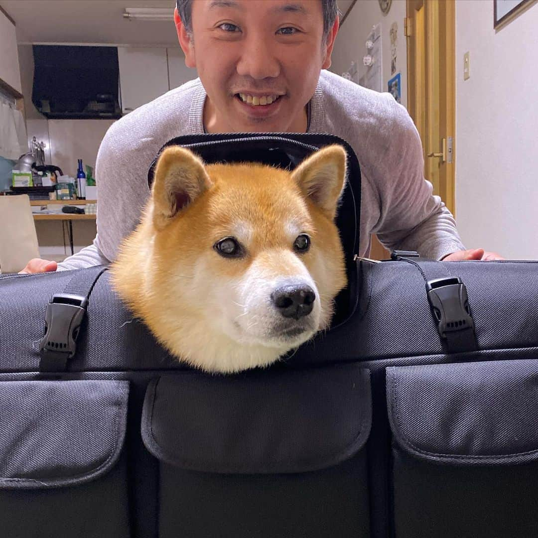 まる（まるたろう）さんのインスタグラム写真 - (まる（まるたろう）Instagram)「I got a birthday present! Wow!! ✨🐶☺️✨これはまるを運んでくれるリュックサックじゃないの〜 #これでどこにでも行けるね #タイヤもついてるの🤗 #緊急時にはこれでお願いしますね #25kgまで入ります」10月20日 21時19分 - marutaro