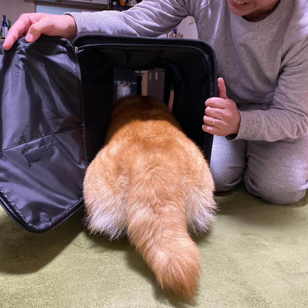 まる（まるたろう）さんのインスタグラム写真 - (まる（まるたろう）Instagram)「I got a birthday present! Wow!! ✨🐶☺️✨これはまるを運んでくれるリュックサックじゃないの〜 #これでどこにでも行けるね #タイヤもついてるの🤗 #緊急時にはこれでお願いしますね #25kgまで入ります」10月20日 21時19分 - marutaro