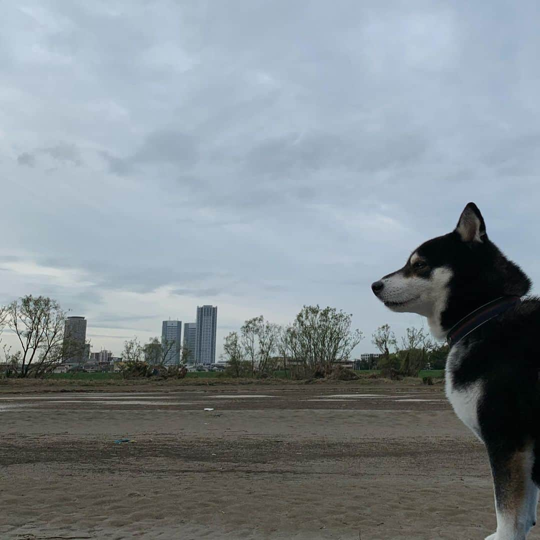 くろさんのインスタグラム写真 - (くろInstagram)「朝んぽ🐾 #kuroshiba #blackshiba #shibainu #shibastagram #instadog #dogstagram #柴犬 #黒柴 #黑柴 #日本犬 #和犬 #シニア犬 #癒し犬 #いぬら部 #ふわもこ部 #柴犬部 #モフモフ生命体 #柴犬のいる暮らし #わんこのいる暮らし #わんこのいる生活 #わんこと一緒 #わんダフォ #わんだふるjapan #朝んぽ」10月21日 7時20分 - m6bmw