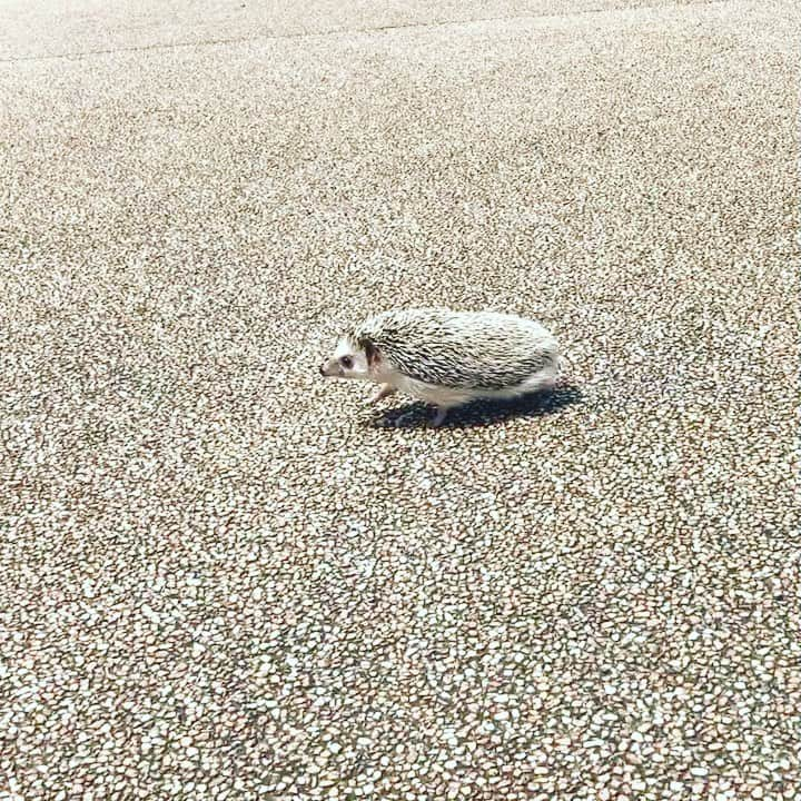 あずきのインスタグラム