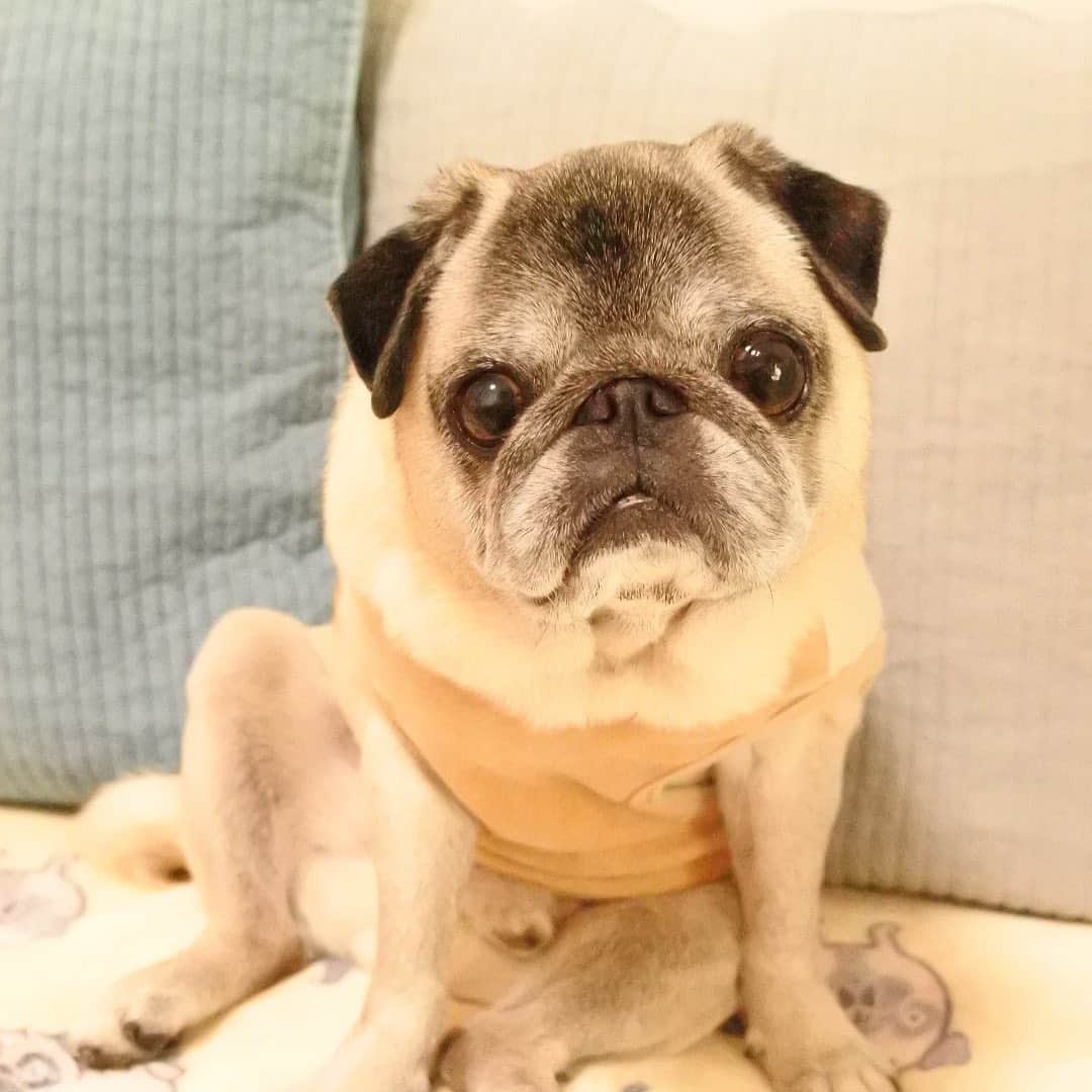 八兵衛のインスタグラム：「Good morning🐶 * *  #ほぼ黒パグ #おじいちゃん犬 #pug #puggy #puglife #puglove #petstagram #pugstagram #pugsofinstagram #pugs #dog #ふわもこ部  @igersjp #IGersJP #east_dog_japan #pecoイヌ部 #八兵衛 #はちべえ #朝ワンコ夕ニャンコ」