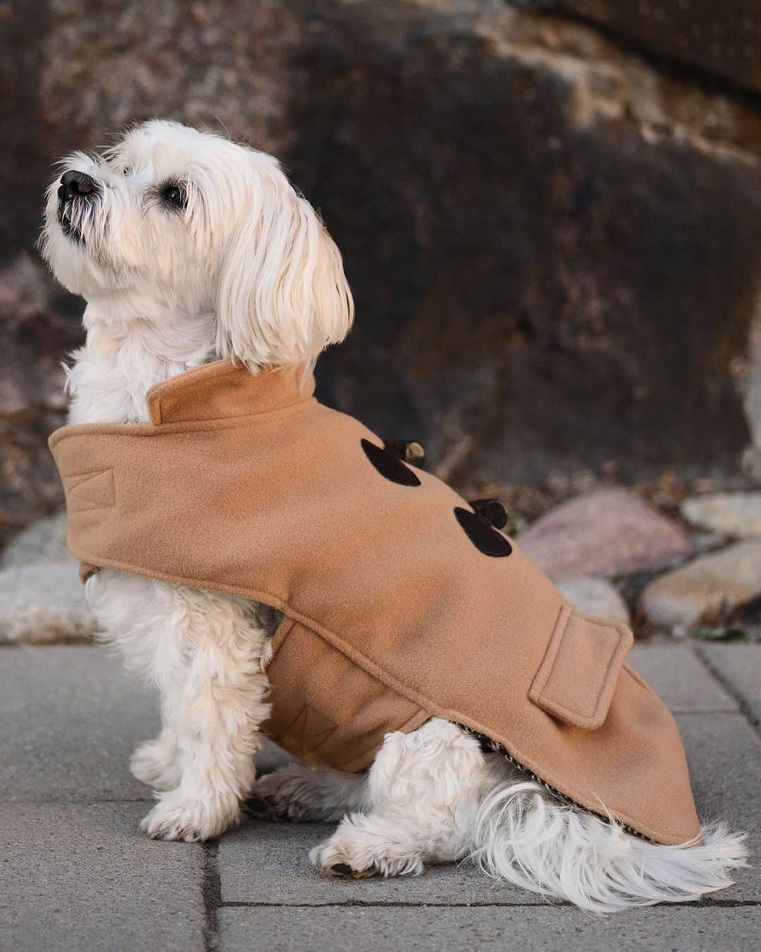 H&Mさんのインスタグラム写真 - (H&MInstagram)「Grand old lady Smilla (she recently turned 10!) models this season’s key piece: the dog duffle-coat. Read more about her and her human on #HMMagazine #HM  Dog jacket: 0820110001」10月21日 0時23分 - hm