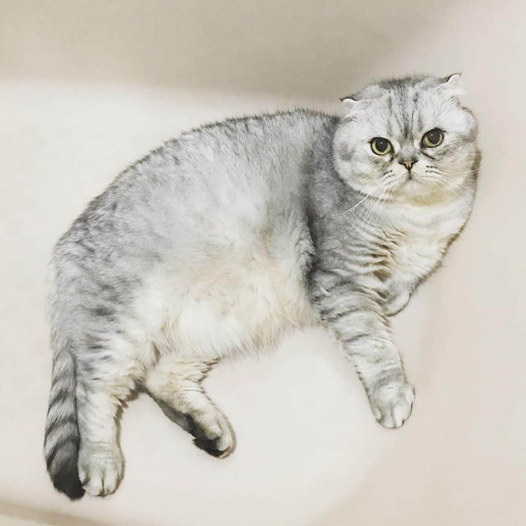 Roku Rokuのインスタグラム：「I’m in a bath. Does that count as bathing?」
