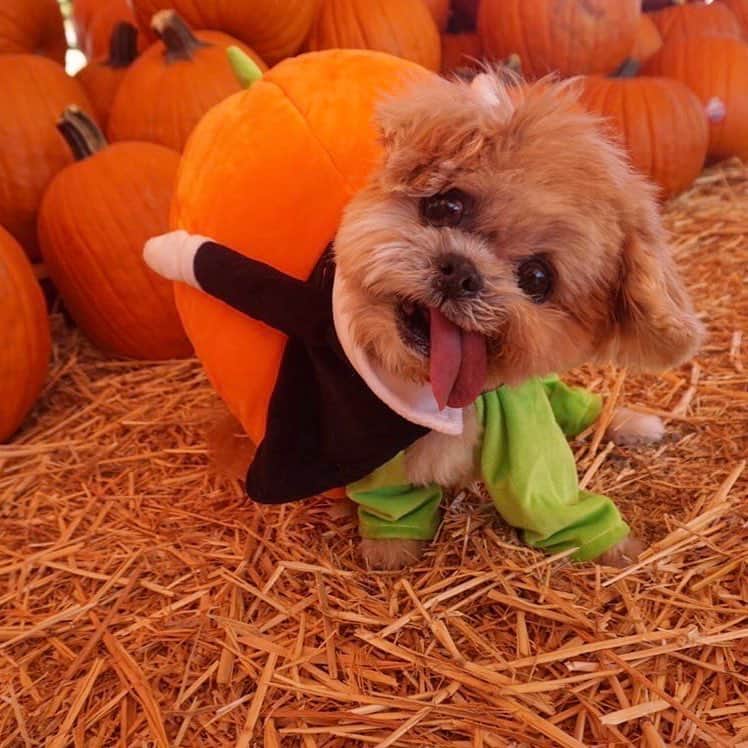 Marnie The Dogのインスタグラム：「Got u a punkin cause I love u #tb」