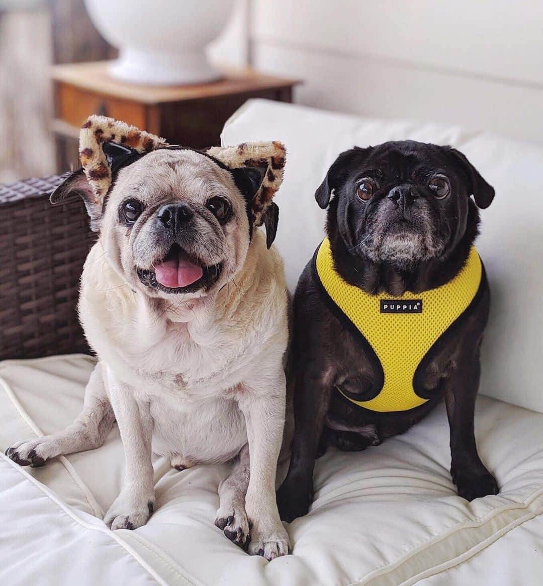 ロッコさんのインスタグラム写真 - (ロッコInstagram)「It was a year ago today that these goofballs dressed up as @hamiltonpug and one of his foster kitties for Halloween. #missyouRocco . . . #pugtender #ohmyweldon #pug #puglife #pugstagram #pugsofinstagram #dogsofinstagram #weeklyfluff #theweekoninstagram #austindogs #dogsofbark #thetomcoteshow #teampixel #atx #buzzfeedanimals #speakpug」10月21日 4時28分 - roccothepug