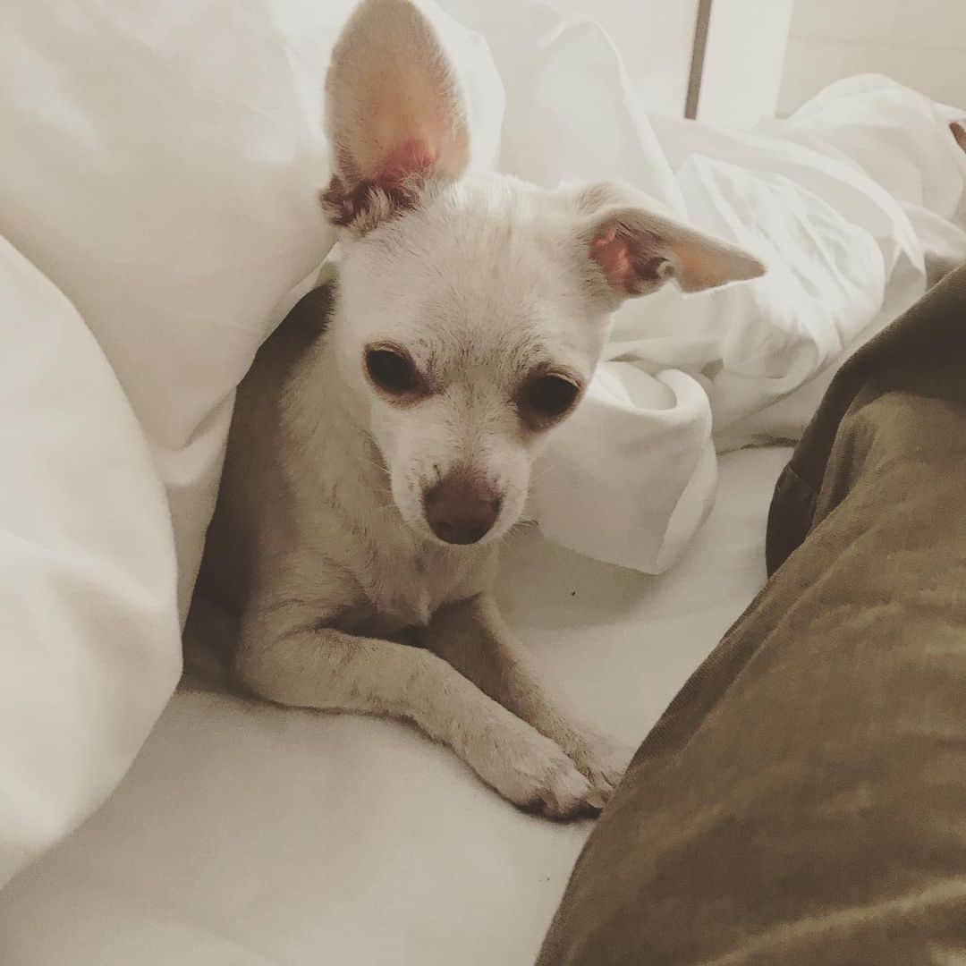 マーガレット・チョーさんのインスタグラム写真 - (マーガレット・チョーInstagram)「The ears! #chihuahua #rescuedogsofinstagram #love」10月21日 5時30分 - margaret_cho