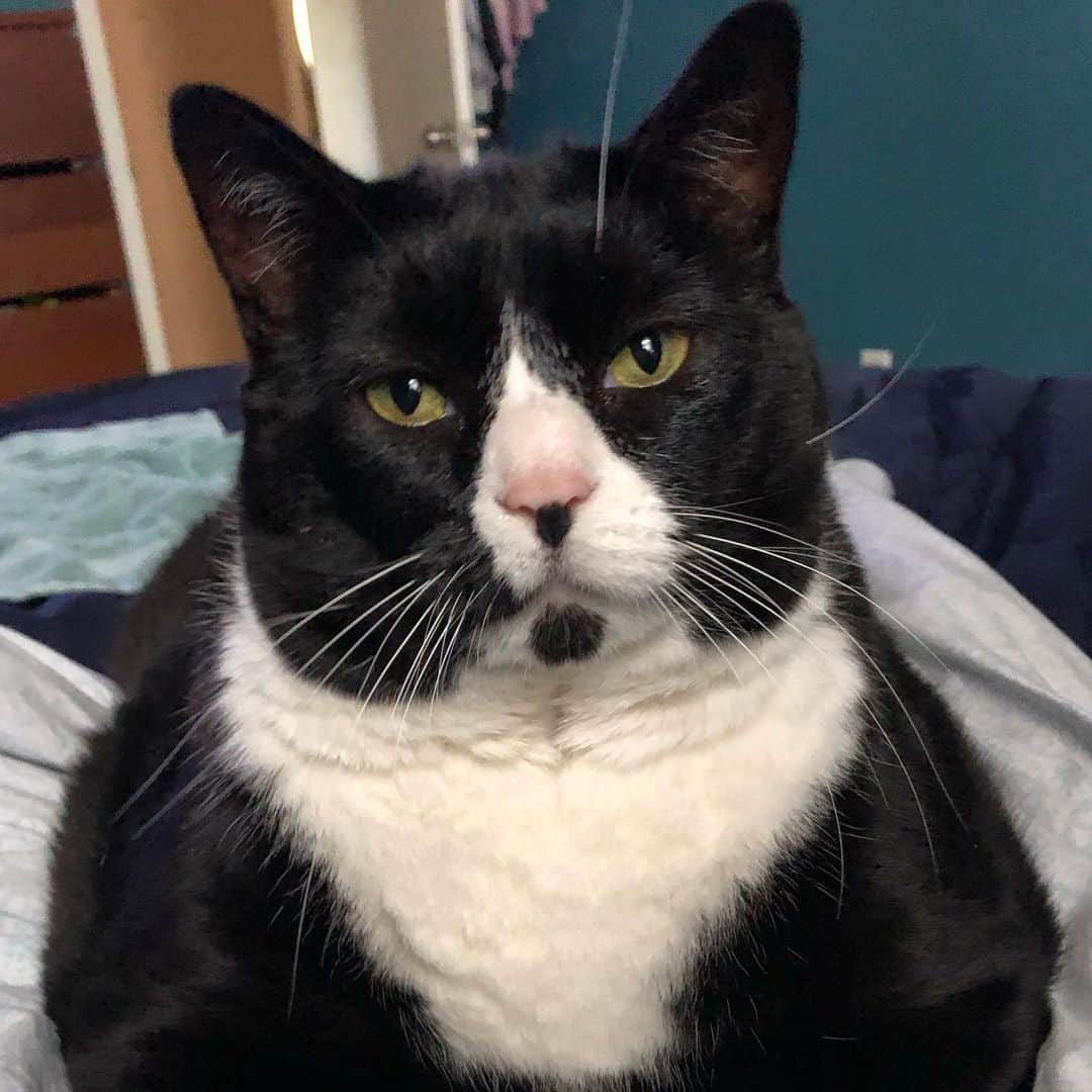 Tuxedo Cat Brosさんのインスタグラム写真 - (Tuxedo Cat BrosInstagram)「Ben’s face when dinner is 5 minutes late. #overit #chopchop」10月21日 5時52分 - tuxedotrio