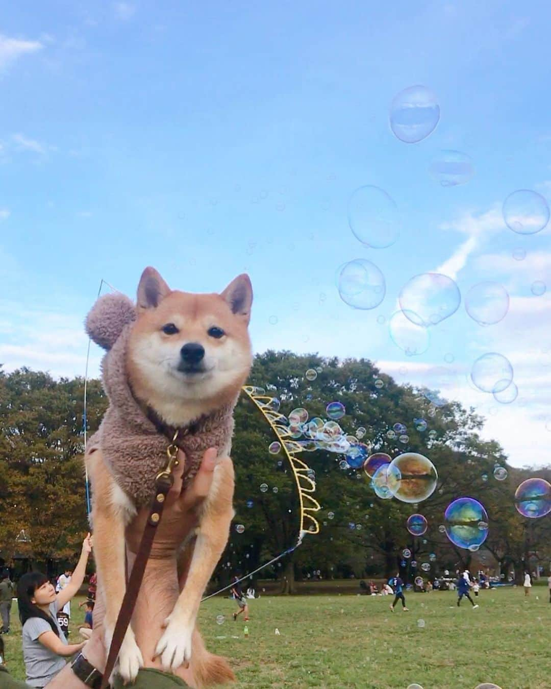 豆柴にこちゃんさんのインスタグラム写真 - (豆柴にこちゃんInstagram)「🐶 おはよー 昨日は代々木ヴィレッジの後、 代々木公園にいったよ🐾 . ドッグランには入らず、 巨大シャボン玉、大量シャボン玉を やってる人達がいたのでにこも見学。 . 最後の動画では海外の方たちに かわいがってもらいました😆 . 今日休みとって4連休にすればよかったと後悔中。 . #柴犬#豆柴#pecoいぬ部#犬#わんこ#犬#ここ柴部#shibainu#dog#mameshiba#pecotv#dog#いぬのきもち部#しばいぬ#しばけん#こいぬ#シバイヌ#いぬ#イヌ#赤柴#マメシバ#ペット#日本犬#子犬#puppy#doggo#pet#시바견#강아지#개」10月21日 7時10分 - nikochan.mame48