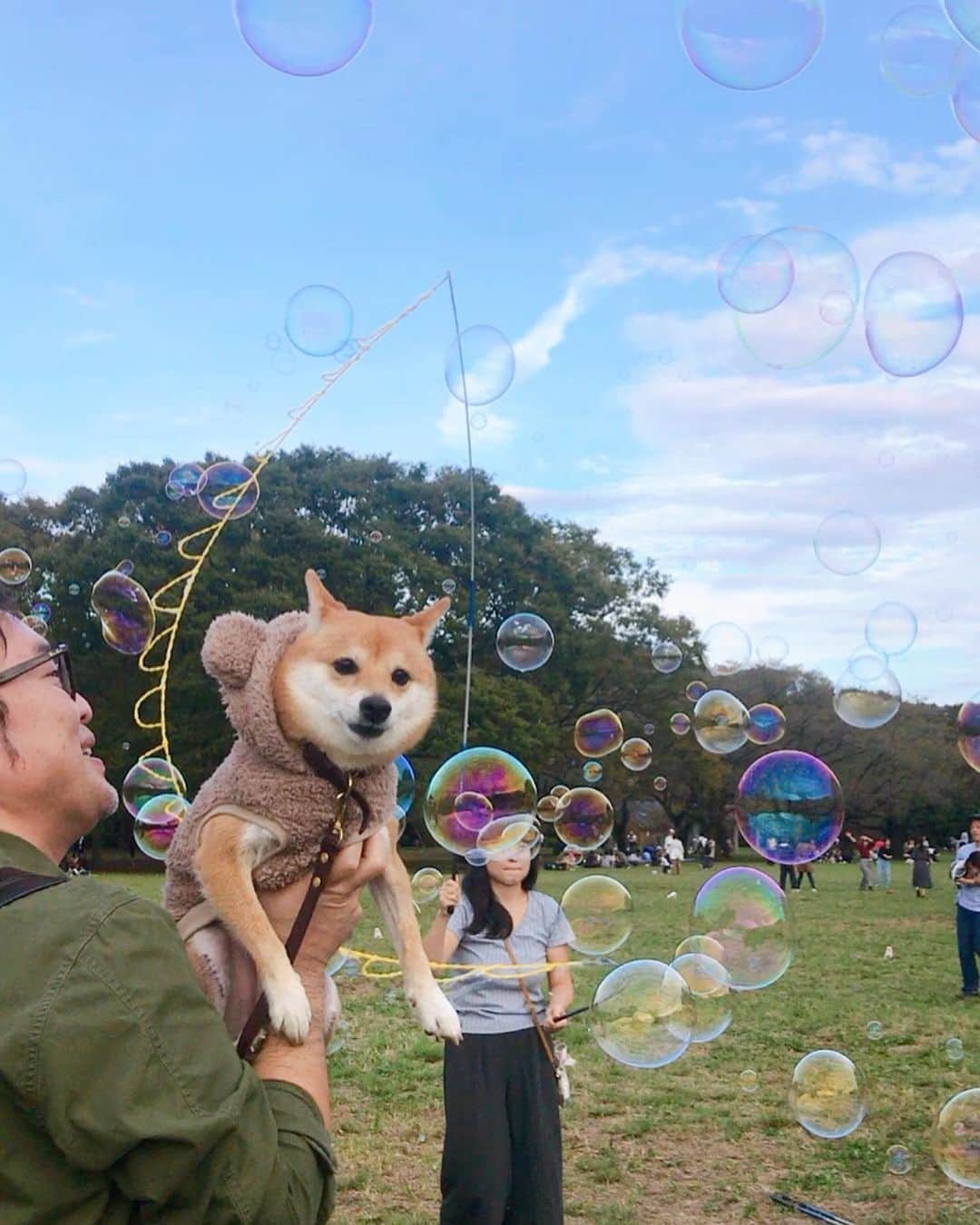 豆柴にこちゃんさんのインスタグラム写真 - (豆柴にこちゃんInstagram)「🐶 おはよー 昨日は代々木ヴィレッジの後、 代々木公園にいったよ🐾 . ドッグランには入らず、 巨大シャボン玉、大量シャボン玉を やってる人達がいたのでにこも見学。 . 最後の動画では海外の方たちに かわいがってもらいました😆 . 今日休みとって4連休にすればよかったと後悔中。 . #柴犬#豆柴#pecoいぬ部#犬#わんこ#犬#ここ柴部#shibainu#dog#mameshiba#pecotv#dog#いぬのきもち部#しばいぬ#しばけん#こいぬ#シバイヌ#いぬ#イヌ#赤柴#マメシバ#ペット#日本犬#子犬#puppy#doggo#pet#시바견#강아지#개」10月21日 7時10分 - nikochan.mame48