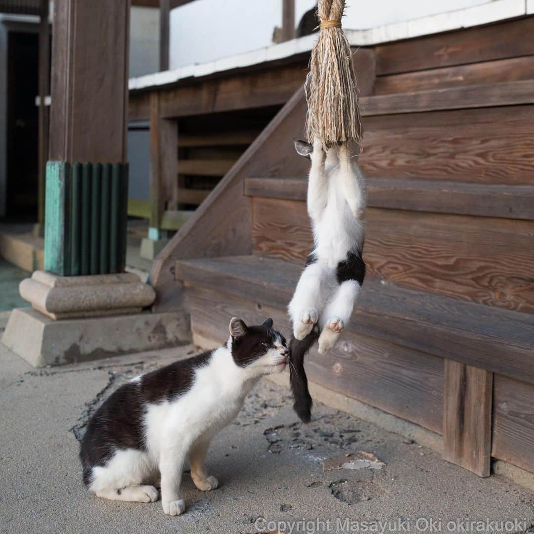 Masayukiさんのインスタグラム写真 - (MasayukiInstagram)「くんかくんか。 #cat #ねこ」10月21日 17時38分 - okirakuoki