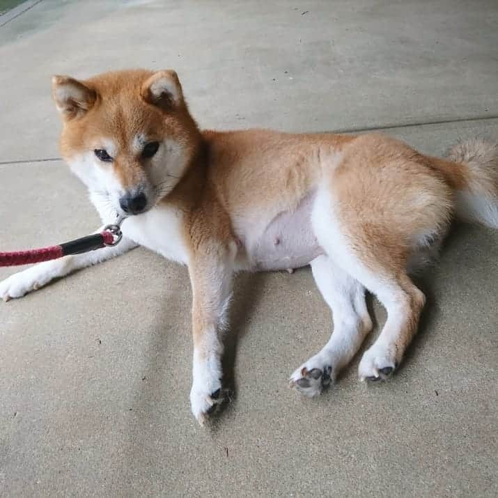 柴犬たま Shibainu Tamaのインスタグラム