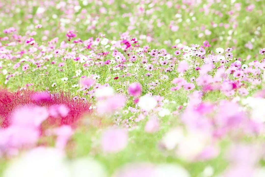 kiccyomuのインスタグラム：「☁️ 2019.10.21 Mon #心に花を 今年の #ひたち海浜公園 へ #コスモス も #コキア も 見頃だった☺️ けど…コスモスは… 蕾もあったり、風で少し倒れてたりで 一面コスモス🌸 とまでは😅 でも、充分楽しめた(^^); * 月曜日だけど、今日はお休み 今日も元気に🤗 * location #茨城 #ひたちなか 撮影 10月20日」
