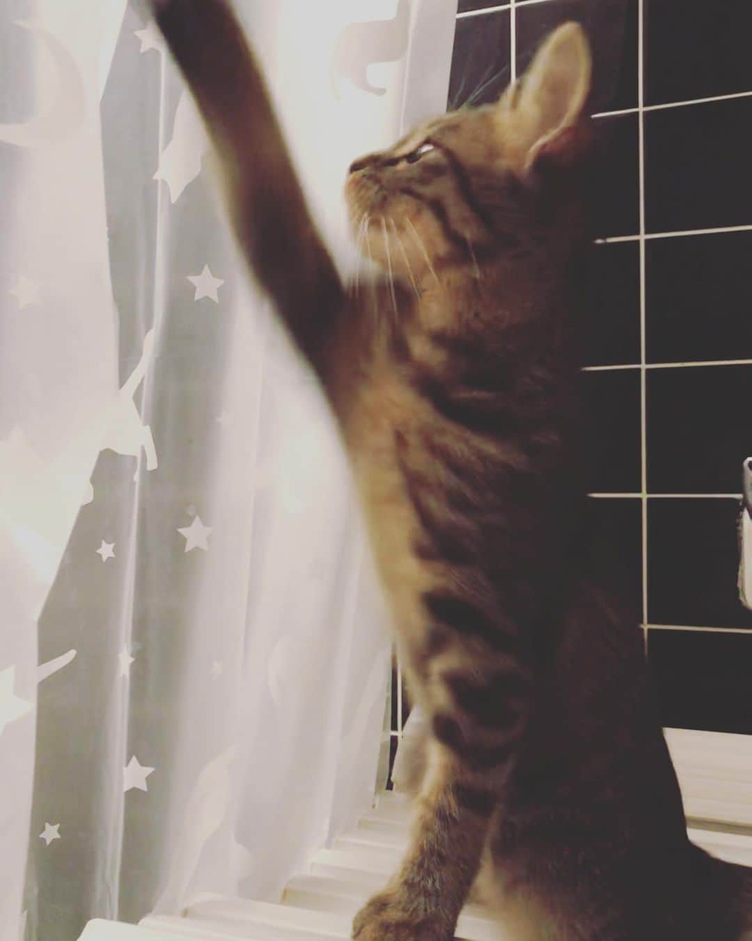 菊地優志さんのインスタグラム写真 - (菊地優志Instagram)「ネコのシャワーカーテンに戯れる猫の夢ちゃんです(*^^*) #きじとら猫 #生後4ヶ月」10月21日 9時13分 - kikuchimasashi
