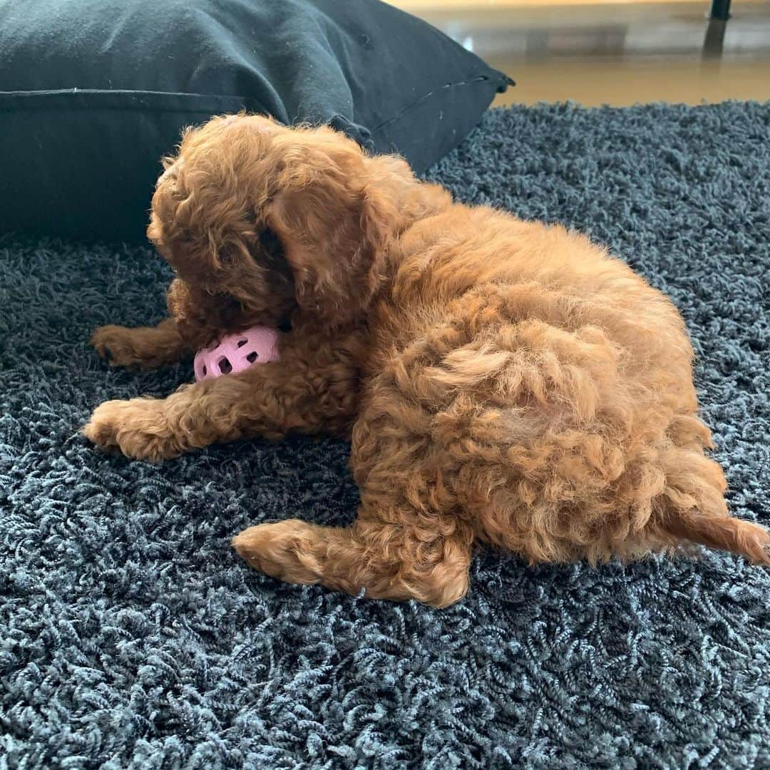 吉村美紀のインスタグラム：「新しい家族が増えました^_^ とっても可愛い甘えん坊さんです。 #puppy #子犬 #トイプードル #dog #癒し」