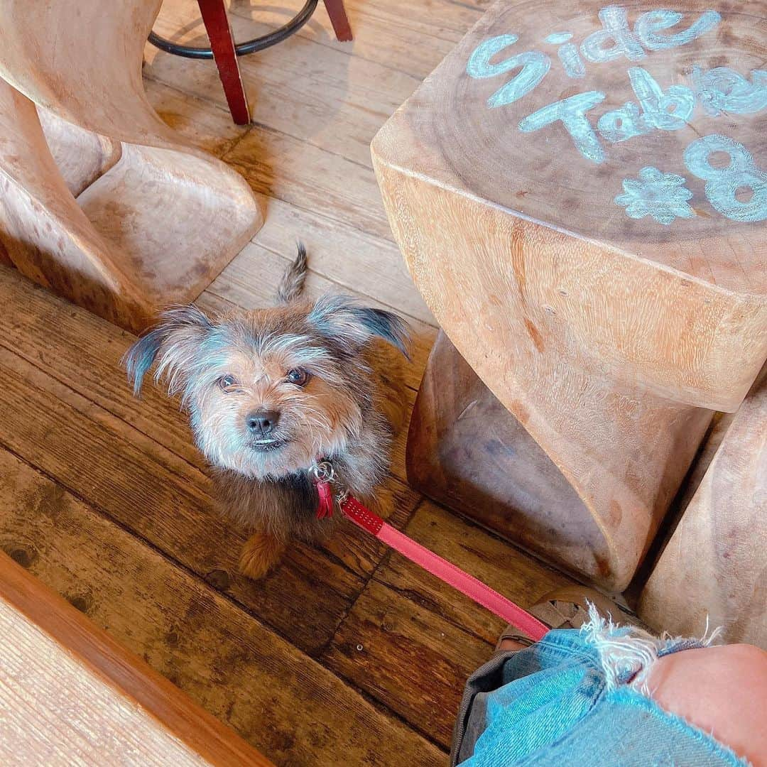 松尾たいこさんのインスタグラム写真 - (松尾たいこInstagram)「犬と入れるカフェでフルーツミックスアサイー飲んでフル充電。  今日は平日なんですね。フリーランスだと休日って関係なくて、なんとなく三連休の気がしていたのですが、おやすみは明日でした。  犬の散歩に出たら、通勤の人が多かったので気がつきました。  今朝は夫がいないのでブランチは無し。 なので、愛犬うずめちゃんと一緒に東大近くにあるボンダイコーヒー サンドウィッチーズへ。  店内も窓際の席なら犬OKなんです。 そして、うずめちゃんはどこに行っても大人しくていい子です。  途中で隣の席に、中型犬を連れた方が。 9歳のすずちゃんも保護犬だったそうです。 保護犬の話や、近所の犬連れで行けるお店の情報交換をしました。  知らないことがいっぱいあるなあ。  いつも休日に夫と来るとビール飲んじゃうんですが、今日は気になっていたフルーツミックスアサイー（スムージー）を。 ああ、体が喜ぶ〜。 少食なのでサンドイッチはテイクアウトにしました。  これからがっつり大きなキャンバスに向かうので、小腹が空いたらおやつ（あるいは早めの夕食）にいただく予定。  大きなキャンバス、昨日は「なにを描くか」がまだ決まらなくて、ああでもないこうでもないと一日中悩んでいたのですが、今日は描けそうです。  1日で終わるかなー。 無理かなー。  大きな太陽を描きます。  #japaneseartist #liveintokyo #myartwork #acrylicpainting #art #artoftheday #happyart #loveart #lovejapan #lovedogs #アート #絵 #保護犬　#犬と行けるカフェ #スムージー #犬との生活 #rescuedog #テリアミックス #サンドイッチ #富ヶ谷」10月21日 10時19分 - taikomatsuo