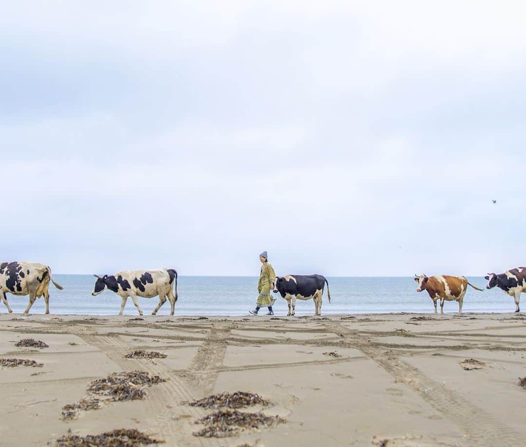 詩歩さんのインスタグラム写真 - (詩歩Instagram)「🇷🇺﻿ ﻿ 海に…ウシの群れ！？﻿ Cows on the beach！﻿ ﻿ ﻿ 🐄🐂🐃🐄🐂🐃﻿ ﻿ ﻿ オホーツコエの海岸はサーファーが集まる海なのですが、1日2回、ウシの群れが海岸線を通ります。﻿ ﻿ 放牧されているらしい…🐮﻿ 海岸には食べられるもの何も落ちてないけど、なんでだろう(笑)﻿ ﻿ 山にいるウシは世界中いろんな場所で見られるけど、海にいるウシって珍しいのでは！？😳（水牛以外ね）﻿ ﻿ 面白いアニマルとの出会いもあったサハリン旅でした🚗﻿ ﻿ ﻿ ﻿ ✈️﻿ ﻿ サハリン州観光局さん @gosakhalin のお仕事で訪れました。﻿ #shiho_sakhalin﻿ ﻿ 成田→サハリン（ユジノサハリンスク）は直行便で２時間半！﻿ 旅の様子はハイライト「🇷🇺Sakhalin」でもまとめてるのでCheckしてね〜。﻿ ﻿ ﻿ 📍オホーツコエ／サハリン島﻿ 📍Okhotskoye／Sakhalin﻿ ﻿ ﻿ 日本とロシアが協議を進めている「北方領土」にサハリン島は含まれていません。﻿ （北方領土＝択捉島・国後島などの島々）﻿ ﻿ ﻿ ﻿ ©Shiho/詩歩」10月21日 12時40分 - shiho_zekkei