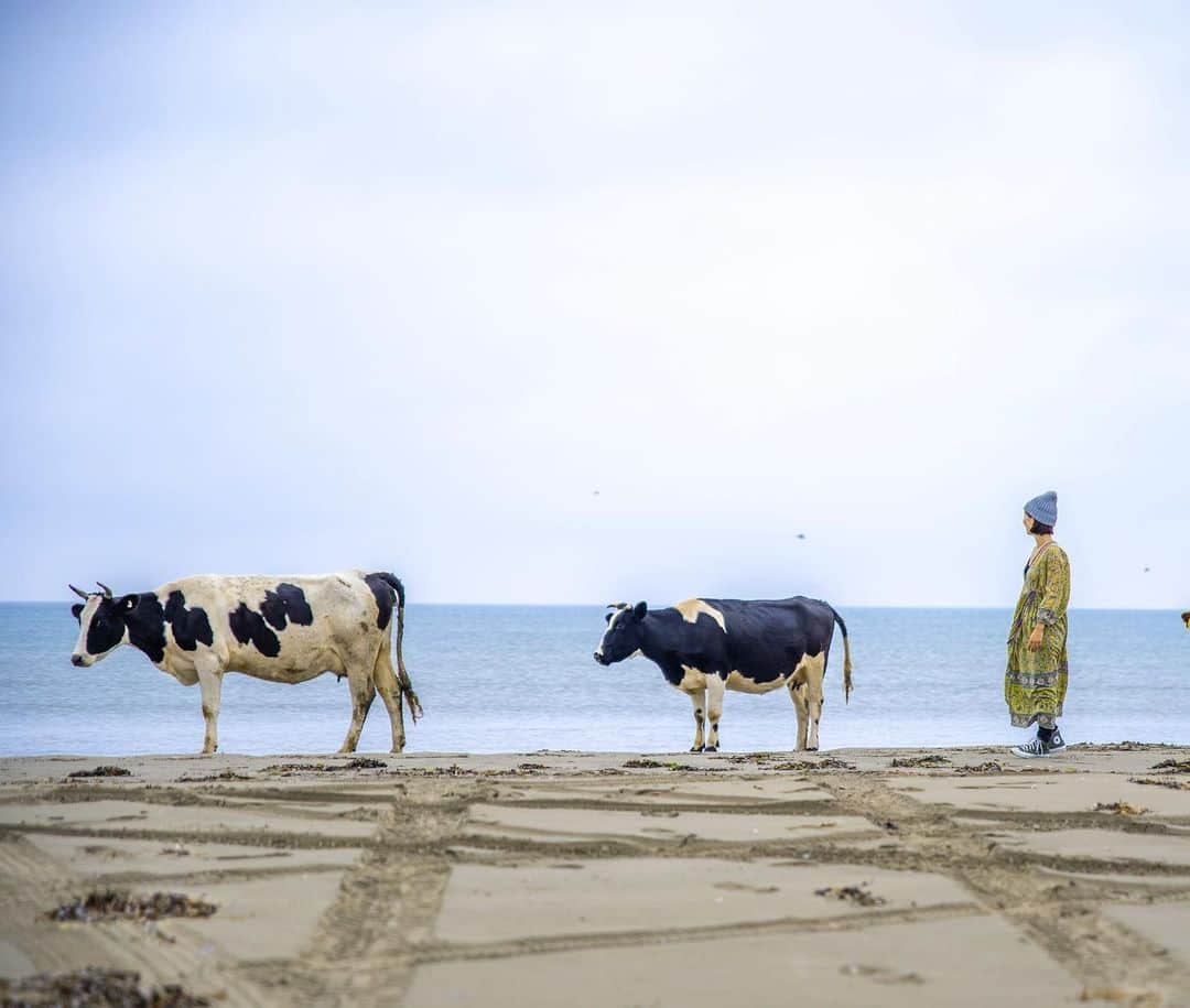 詩歩さんのインスタグラム写真 - (詩歩Instagram)「🇷🇺﻿ ﻿ 海に…ウシの群れ！？﻿ Cows on the beach！﻿ ﻿ ﻿ 🐄🐂🐃🐄🐂🐃﻿ ﻿ ﻿ オホーツコエの海岸はサーファーが集まる海なのですが、1日2回、ウシの群れが海岸線を通ります。﻿ ﻿ 放牧されているらしい…🐮﻿ 海岸には食べられるもの何も落ちてないけど、なんでだろう(笑)﻿ ﻿ 山にいるウシは世界中いろんな場所で見られるけど、海にいるウシって珍しいのでは！？😳（水牛以外ね）﻿ ﻿ 面白いアニマルとの出会いもあったサハリン旅でした🚗﻿ ﻿ ﻿ ﻿ ✈️﻿ ﻿ サハリン州観光局さん @gosakhalin のお仕事で訪れました。﻿ #shiho_sakhalin﻿ ﻿ 成田→サハリン（ユジノサハリンスク）は直行便で２時間半！﻿ 旅の様子はハイライト「🇷🇺Sakhalin」でもまとめてるのでCheckしてね〜。﻿ ﻿ ﻿ 📍オホーツコエ／サハリン島﻿ 📍Okhotskoye／Sakhalin﻿ ﻿ ﻿ 日本とロシアが協議を進めている「北方領土」にサハリン島は含まれていません。﻿ （北方領土＝択捉島・国後島などの島々）﻿ ﻿ ﻿ ﻿ ©Shiho/詩歩」10月21日 12時40分 - shiho_zekkei