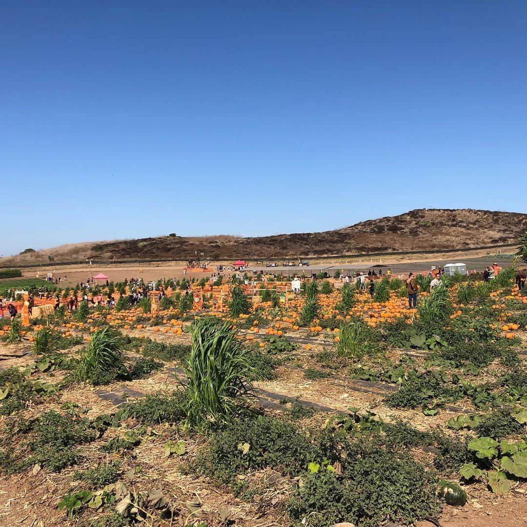 前田健太さんのインスタグラム写真 - (前田健太Instagram)「Pumpkin Patch🎃 Tanaka Farmsへハロウィン用のパンプキンを買いに行ってきました✨ またまたかぼちゃだらけの場所へ。笑 #pumpkin  #パンプキン #ハロウィン #tanakafarms  #一面 #かぼちゃだらけ #子供たちが楽しめる場所もある #かぼちゃ見飽きた #笑」10月21日 15時01分 - 18_maeken