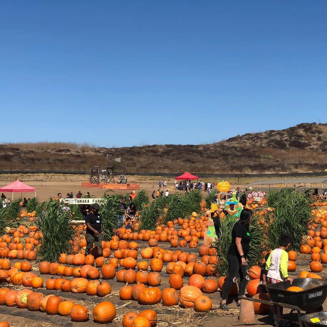 前田健太さんのインスタグラム写真 - (前田健太Instagram)「Pumpkin Patch🎃 Tanaka Farmsへハロウィン用のパンプキンを買いに行ってきました✨ またまたかぼちゃだらけの場所へ。笑 #pumpkin  #パンプキン #ハロウィン #tanakafarms  #一面 #かぼちゃだらけ #子供たちが楽しめる場所もある #かぼちゃ見飽きた #笑」10月21日 15時01分 - 18_maeken