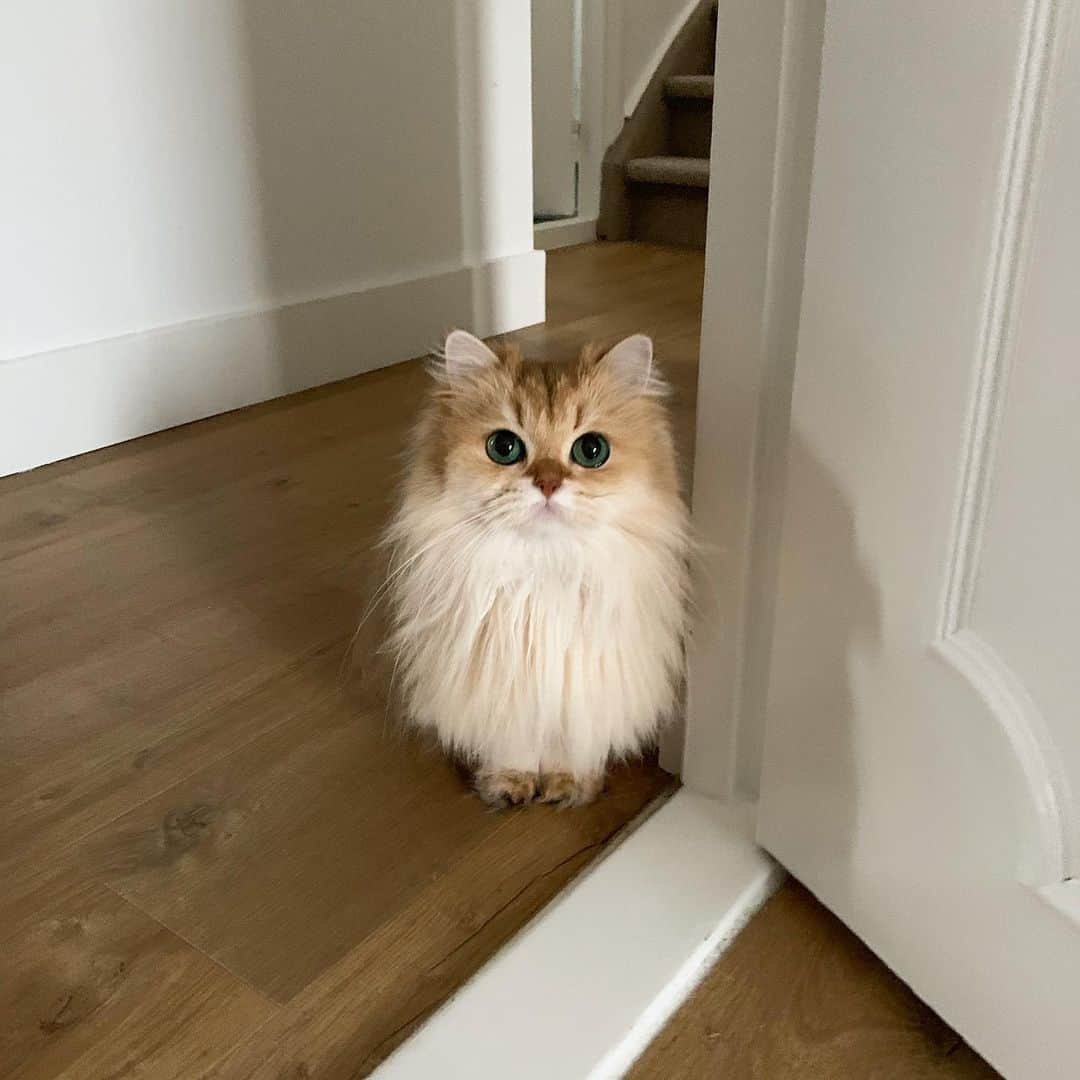 Smoothieさんのインスタグラム写真 - (SmoothieInstagram)「Can you come downstairs? We need you in the kitchen. Tuna cans don’t open themselves.」10月22日 2時06分 - smoothiethecat