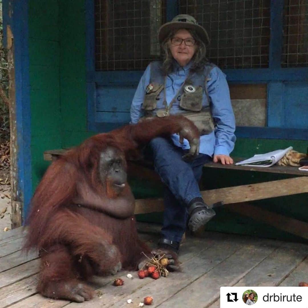 OFI Australiaさんのインスタグラム写真 - (OFI AustraliaInstagram)「Shout out from the ever inspiring @drbirute - I love orangutans and at least a few love me back. Not a boast, not an affirmation. Just a fact. I have been working to protect and save orangutans as well as study them now for 48 years and during this time have gotten to know some of these wonderful gentle, genteel individuals of the species relatively well. What a pity if they were to vanish as wild populations from this earth! The mind boggles at the thought. But with massive deforestation going on in both Borneo (including Kalimantan) and Sumatra the possibility becomes more probable with each passing day. Please help organizations like OFI and OFIAustralia who work for orangutans & their forests.🐒 _____________________________________________ 🐒 OFIA Founder: Kobe Steele 💌 kobe@ofiaustralia.com | OFIA Patron and Ambassador: @drbirute @orangutanfoundationintl | OFIA Volunteers: Clare @clarelh89 |  www.orangutanfoundation.org.au 🐒  #orangutan #orphan #rescue #rehabilitate #release #BornToBeWild #Borneo #Indonesia #CampLeakey #orangutans #savetheorangutans #sayNOtopalmoil #palmoil #deforestation #destruction #rainforest #instagood #photooftheday #environment #nature #instanature #endangeredspecies #criticallyendangered #wildlife #orangutanfoundationintl #ofi #drbirute #ofi_australia #ofia #FosterAnOrangutanToday」10月22日 2時26分 - ofi_australia