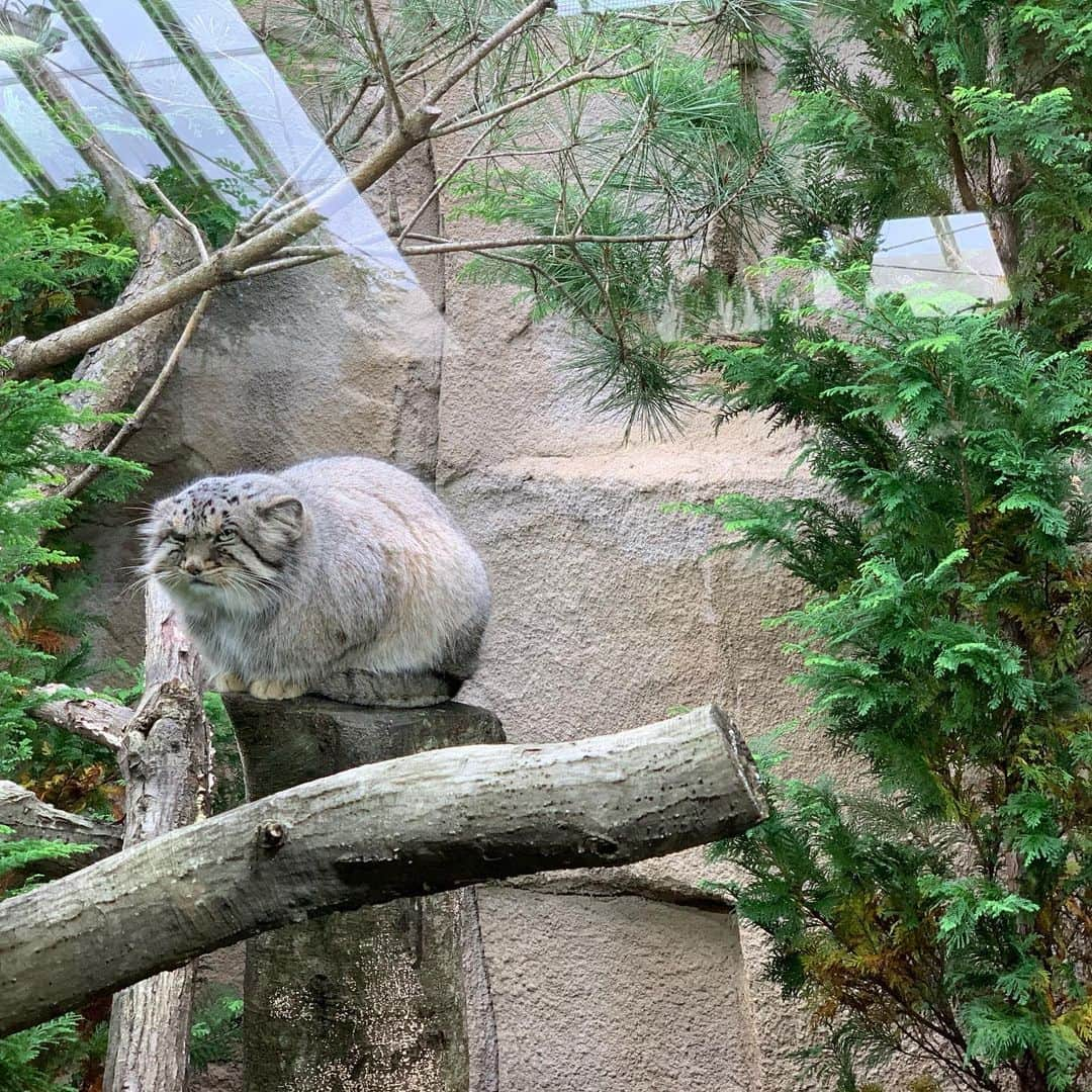 原田まりるさんのインスタグラム写真 - (原田まりるInstagram)「那須どうぶつ王国でマヌルネコを見てきました！ずんぐりむっくりしてるけど眼光は鋭くてかわいい。アンゴラウサギやラクダも見れて癒されました。#那須高原」10月21日 18時51分 - harada_mariru