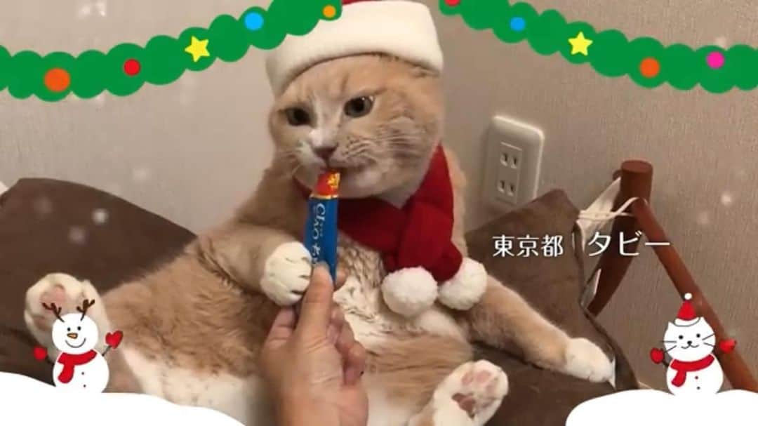 いなば CIAOちゅ～るさんのインスタグラム写真 - (いなば CIAOちゅ～るInstagram)「‪＼🎄CIAOちゅ〜る 2019年TVCMクリスマス篇 出演猫ちゃん大募集🎄／‬﻿ ﻿ ‪今度のTVCMはクリスマス篇です🎅🎉‬﻿ ﻿ ‪ちゅ〜るメーカーアプリの「TVCMに応募する」ボタンから投稿してください。11/4(月)23:59締切です◎‬﻿ ‪クリスマス感たっぷりの渾身のちゅ〜る動画をお待ちしております🎁💝‬ * #ciaoちゅーる #ciaoちゅーるcmキャンペーン」10月21日 19時01分 - ciao_campaign