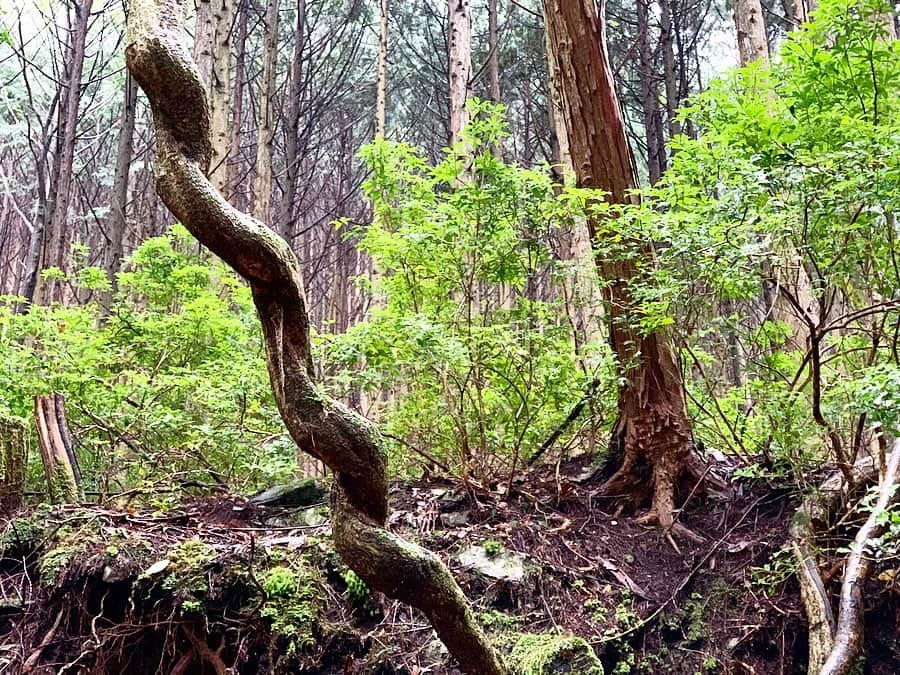 遊海 Yuumiさんのインスタグラム写真 - (遊海 YuumiInstagram)「Try Shin-Rin therapy when ur in stress or need a rest in your mind 🌲🍃🌿 @inaka_tourism @misugi_resort #inakatourism #misugiresort #hinotanionsen #misugi #美杉　#若宮八幡宮　#美杉リゾート　#自然　#森林　#日本の文化　#misugiforest」10月21日 19時28分 - yuumi_kato