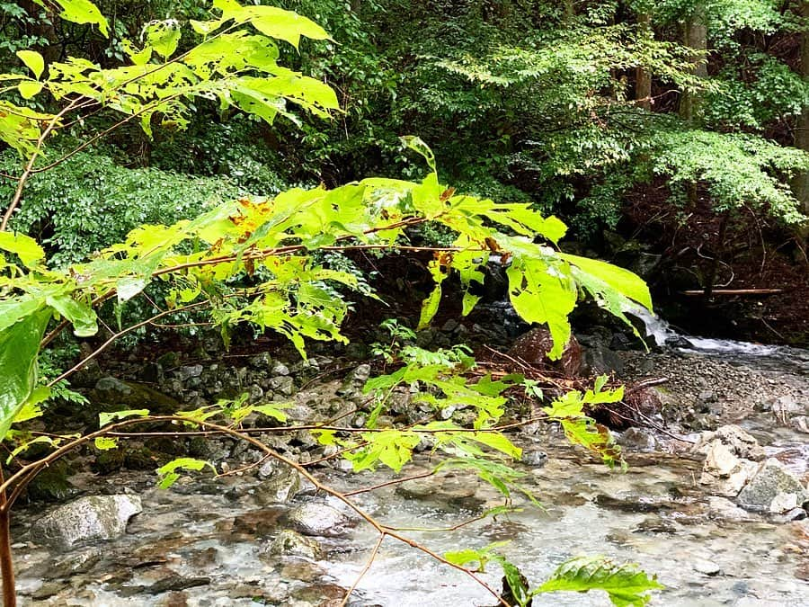 遊海 Yuumiさんのインスタグラム写真 - (遊海 YuumiInstagram)「Try Shin-Rin therapy when ur in stress or need a rest in your mind 🌲🍃🌿 @inaka_tourism @misugi_resort #inakatourism #misugiresort #hinotanionsen #misugi #美杉　#若宮八幡宮　#美杉リゾート　#自然　#森林　#日本の文化　#misugiforest」10月21日 19時28分 - yuumi_kato