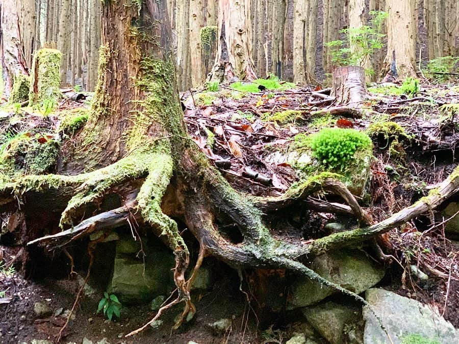 遊海 Yuumiさんのインスタグラム写真 - (遊海 YuumiInstagram)「Try Shin-Rin therapy when ur in stress or need a rest in your mind 🌲🍃🌿 @inaka_tourism @misugi_resort #inakatourism #misugiresort #hinotanionsen #misugi #美杉　#若宮八幡宮　#美杉リゾート　#自然　#森林　#日本の文化　#misugiforest」10月21日 19時28分 - yuumi_kato