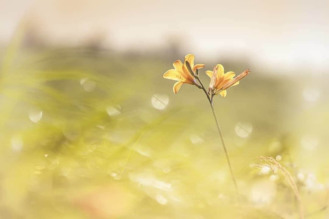 花の写真館のインスタグラム：「Photo by @miyako_koumura.⠀ https://instagram.com/miyako_koumura/⠀ .⠀ Original Post[投稿頂いたURL]⠀ https://www.instagram.com/p/B1EDUk5AMdU/⠀ .⠀ 本アカウントは、 #私の花の写真 をつけてInstagramに投稿された皆さまの花の写真や、「花の写真館」Facebookページで投稿された花の写真を紹介します。⠀ 「花の写真館」Facebookページは、「 @floral.photograph 」のプロフィールにあるURLからご覧ください。⠀ .⠀ #花の写真館 #floralphotograph #floralphoto #flower #flowers⠀ Follow: @floral.photograph」