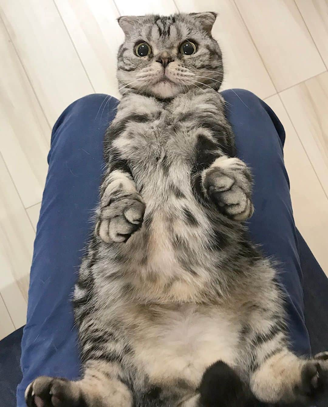 Shishi-maruのインスタグラム：「🐱I’m home! ShiShi;) 🐱帰国後、ししまるとじゃれあい。いつもより目がキラキラしている気が😄そして今日は肌寒いので、二重になった保温性抜群の箱から出てこない猫でした。 ーーーーーーーーーーーーー 🌺「渋ネコ ししまるさん」ねこのきもちWEB MAGAZINE にて毎週土曜日エッセイの連載中 ーーーーーーーーーーー 📕「ぷっちねこ。」「3匹のちいさな猫を召喚できたなら」「ちいさな猫を召喚できたなら」徳間書店より単行本発売中 ーーーーーーーーーーー ⭐︎漫画→@tacos_cat 🌺Twitter →@taco_emonemon ーーーーーーーーーーー」