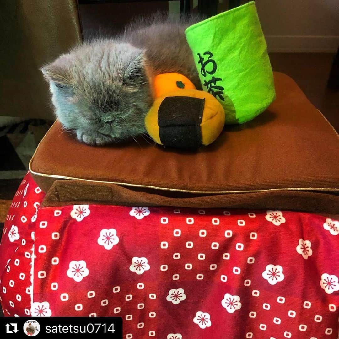 ねこのインスタグラム