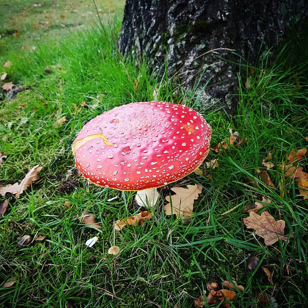 のインスタグラム：「🍃🍁」