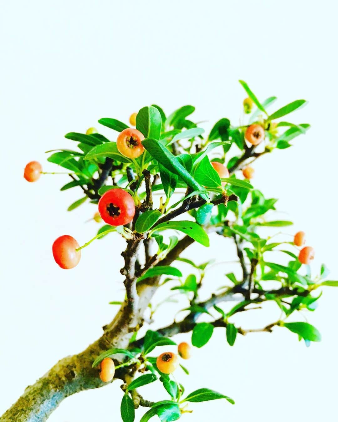 名渡山遼さんのインスタグラム写真 - (名渡山遼Instagram)「ピラカンサの盆栽"橘さん"✨ 実が華やかに、赤く色づいてきました。橘さんの成長記録は#のびのび橘さん で！」10月21日 20時26分 - ryo_natoyama