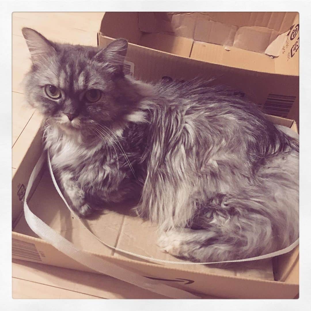 藤原ゆかのインスタグラム：「どんなおもちゃより、結局一番好きなのはダンボールの梱包ヒモ…😹 #munchkin #マンチカン短足」