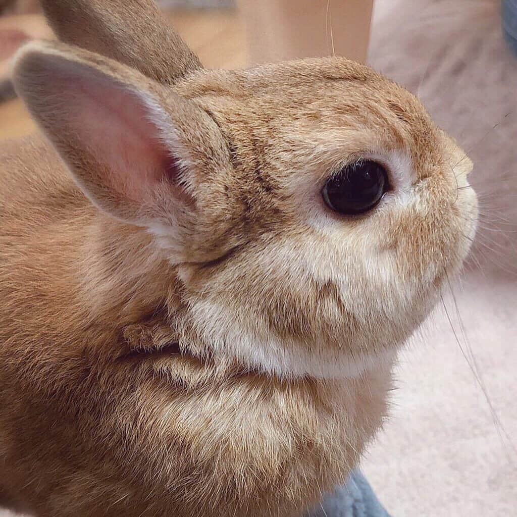 ラン?さんのインスタグラム写真 - (ラン?Instagram)「ママんのお膝の上で❤ うさケツのぬくもり最高(∩^ω^∩)❤ ☆ ランの見つめる先はテーブルの上のおやつです😁 ☆ #うさぎ #ネザーランドドワーフ #rabbit #bunny #bunnystagram  #rabbitstagram  #cute  #かわいい #ふわもこ部  #もふもふ  #zip写真部  #アニマル写真部 #instagramjapan #netherlanddwarf #うさぎと暮らす  #うさぎのいる暮らし #癒し #kawaii #ランちゃん  2019.10.21」10月21日 20時53分 - mofumofuusako