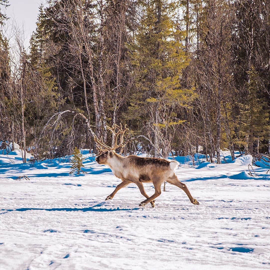 のインスタグラム：「Lapland in his deep soul. #premiata #fallwinter2019 #northwards」