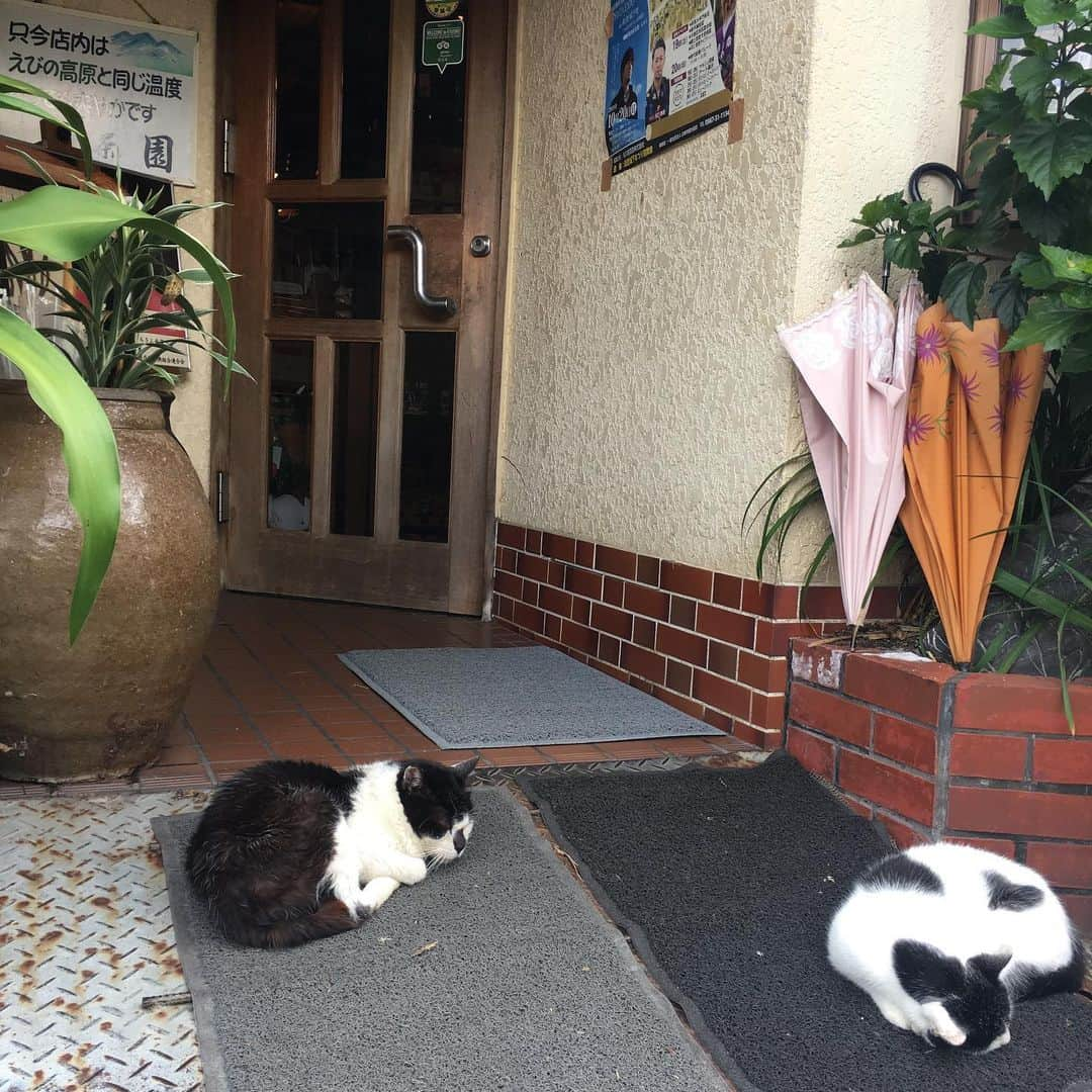 能町みね子さんのインスタグラム写真 - (能町みね子Instagram)「#喫茶メモ 飫肥 園/ ミルクセーキはあるけど夏季限定っぽい。フラッペの欄にあったので長崎系と思われる/ 飫肥の純喫茶たぶんここしかない。ので、たいそうにぎわっていた。玄関猫はお客さんがすぐそばを通るのに微動だにせず、指を出したらペロペロペロペロペロペロペロペロペロペロペロペロペロペロしてくれました」10月21日 22時17分 - nmcmnc