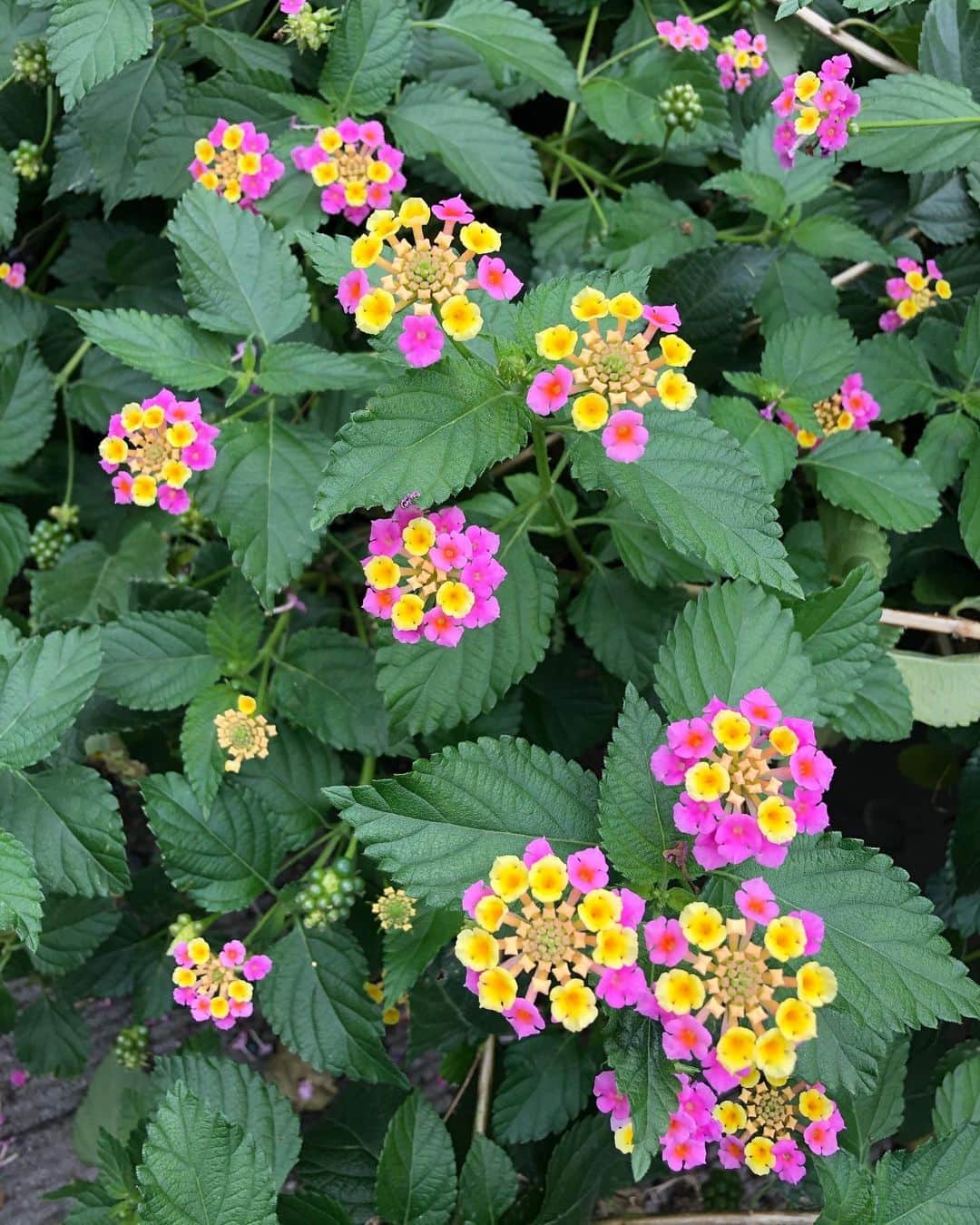 のインスタグラム：「🌼 ❤️ ❤️ ❤️ かわいい！初めて見た😳 #🌼🌸🌼🌸」