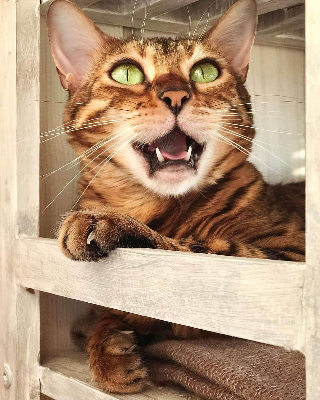 Celeb Bengal Cat · Simbaのインスタグラム：「Happy #monday 💛🖤 #goodvibes」