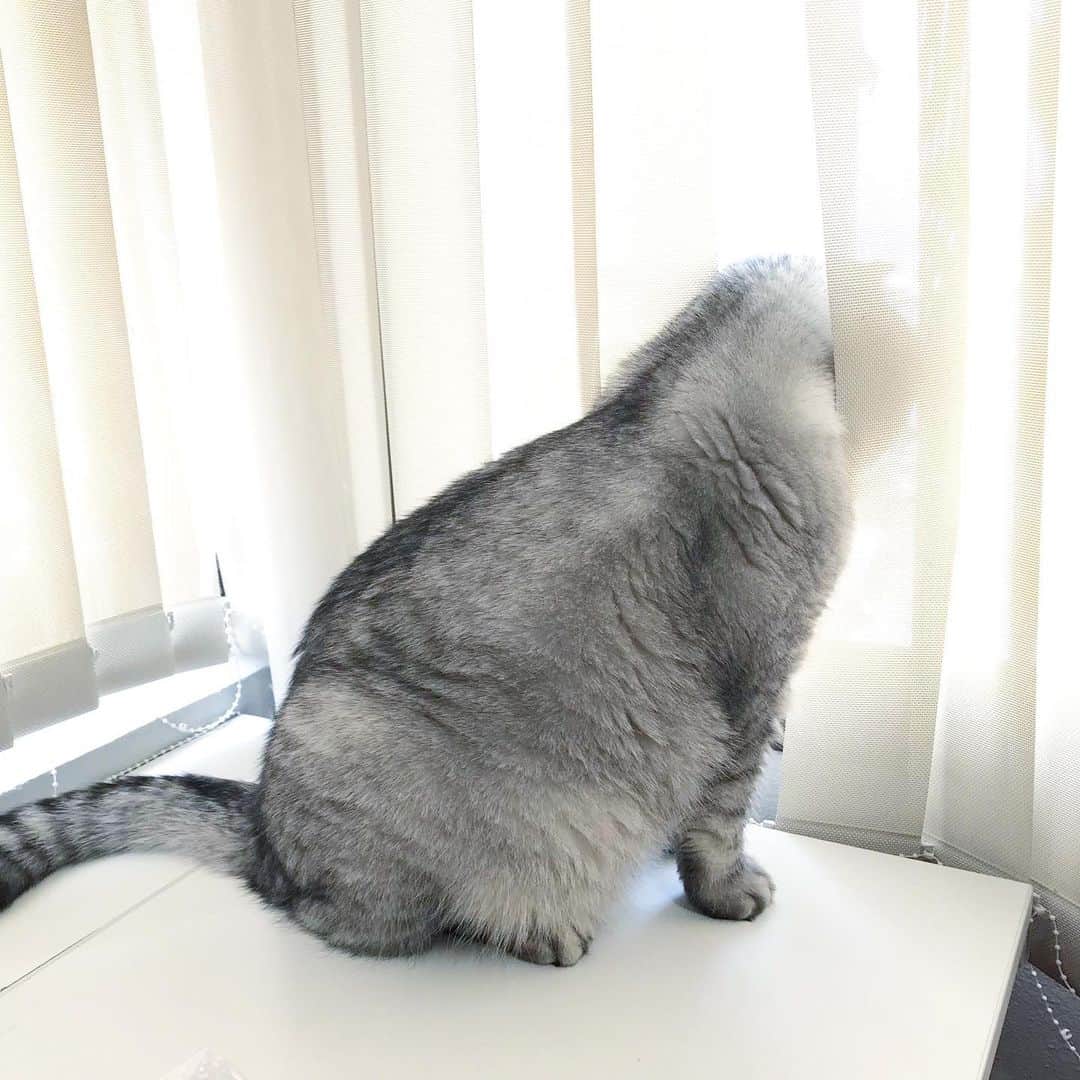 Roku Rokuさんのインスタグラム写真 - (Roku RokuInstagram)「What is it that you want human!?」10月22日 0時04分 - rokuthecat