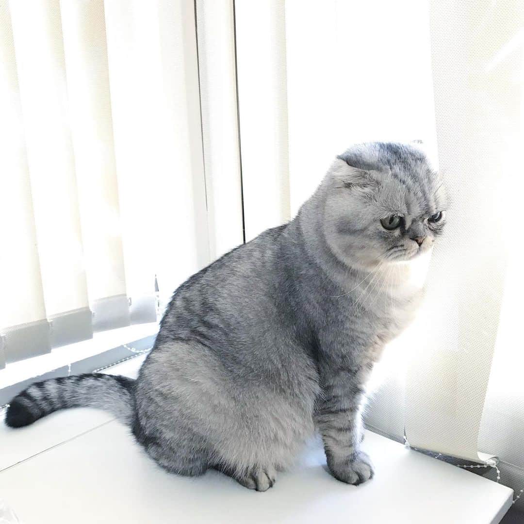 Roku Rokuさんのインスタグラム写真 - (Roku RokuInstagram)「What is it that you want human!?」10月22日 0時04分 - rokuthecat