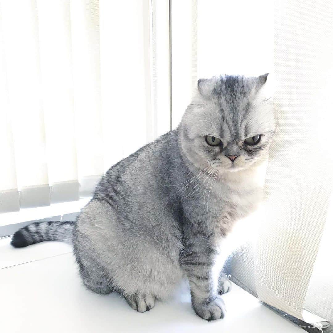 Roku Rokuさんのインスタグラム写真 - (Roku RokuInstagram)「What is it that you want human!?」10月22日 0時04分 - rokuthecat