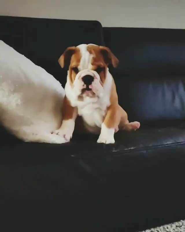 Bodhi & Butters & Bubbahのインスタグラム：「Jumping into the week 🐶 . . . . . #bulldog #monday #work #smile #bestoftheday #dogsofinstagram #puppy #love @buzzbelgianbulldog」